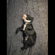 Cockapoo