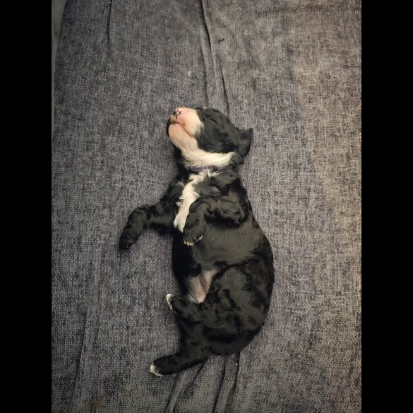 Cockapoo