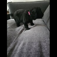 Cockapoo