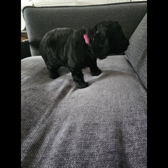 Cockapoo