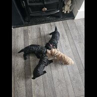Cockapoo