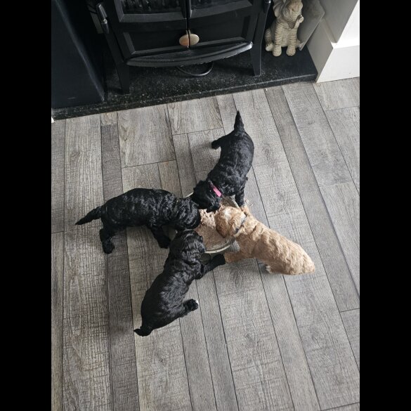 Cockapoo