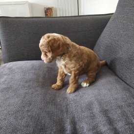 Cockapoo