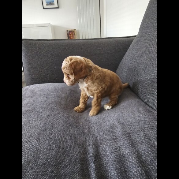 Cockapoo