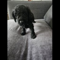 Cockapoo