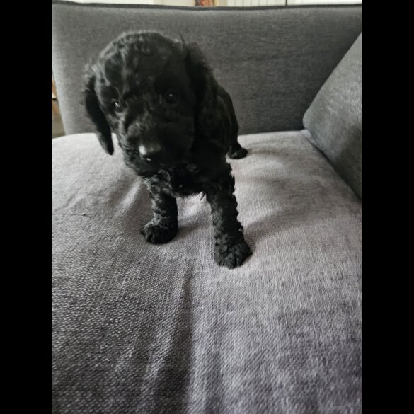 Cockapoo