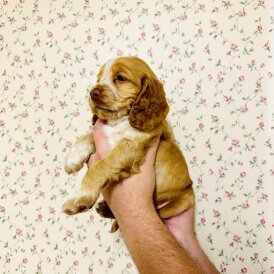 Cocker Spaniel (Show)
