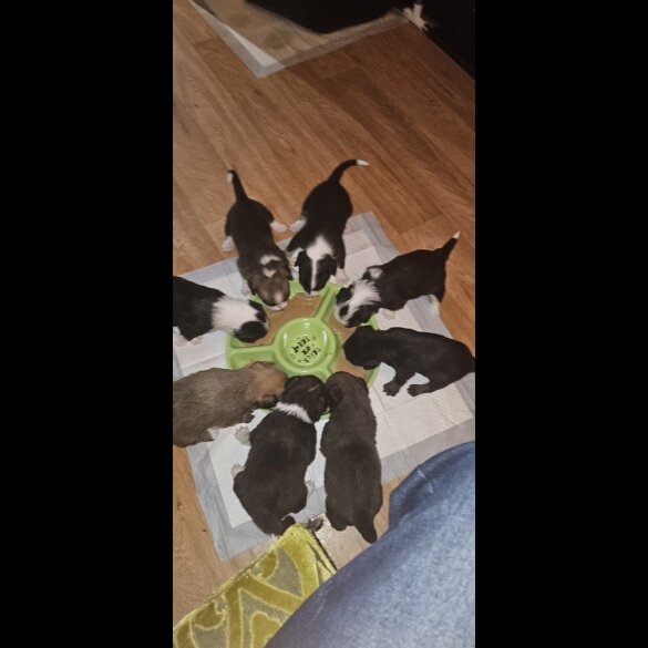 Border Collie