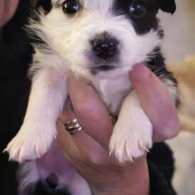 Border Collie
