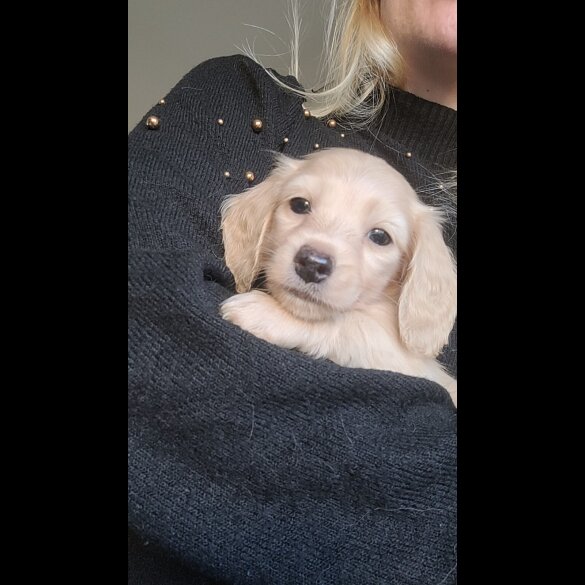 Dachshund (Miniature Long Haired)