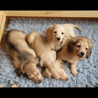 Dachshund (Miniature Long Haired)