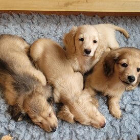 Dachshund (Miniature Long Haired)