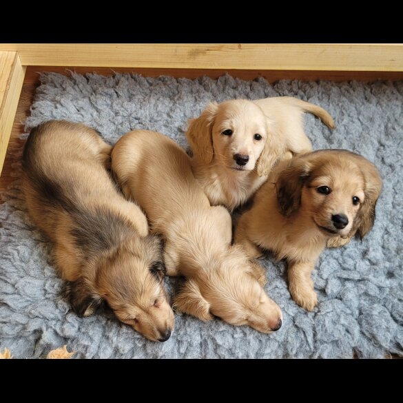 Dachshund (Miniature Long Haired)