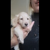 Dachshund (Miniature Long Haired)