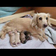 Dachshund (Miniature Long Haired)