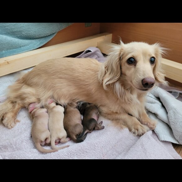 Dachshund (Miniature Long Haired)