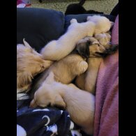 Dachshund (Miniature Long Haired)