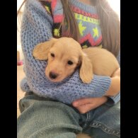 Dachshund (Miniature Long Haired)