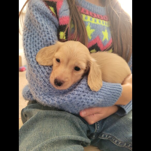 Dachshund (Miniature Long Haired)