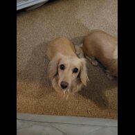 Dachshund (Miniature Long Haired)