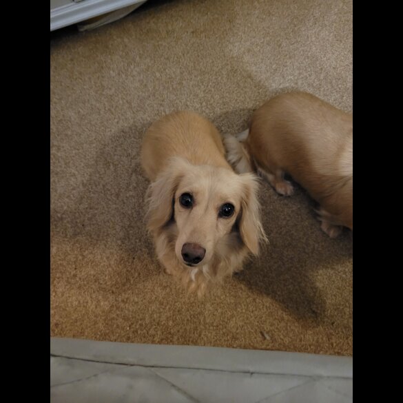 Dachshund (Miniature Long Haired)