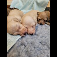 Dachshund (Miniature Long Haired)