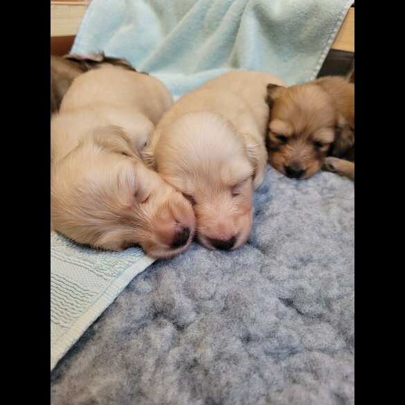 Dachshund (Miniature Long Haired)