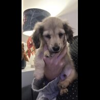 Dachshund (Miniature Long Haired)