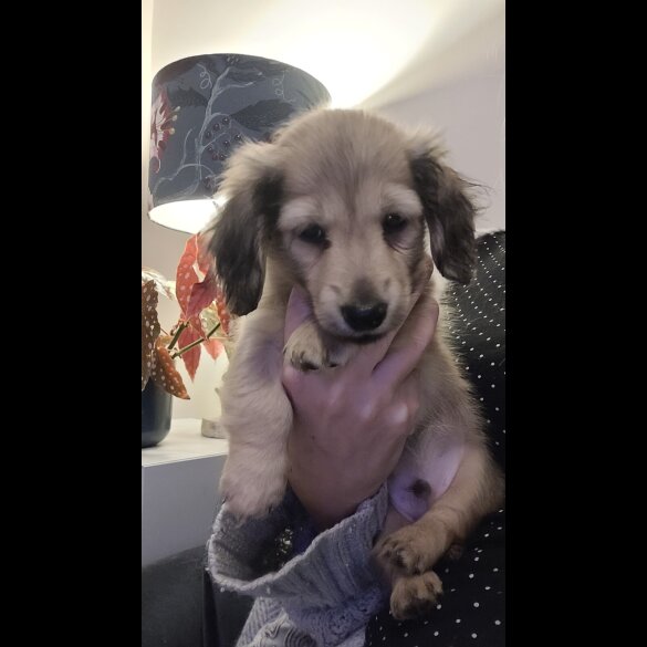 Dachshund (Miniature Long Haired)