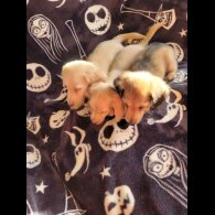 Dachshund (Miniature Long Haired)