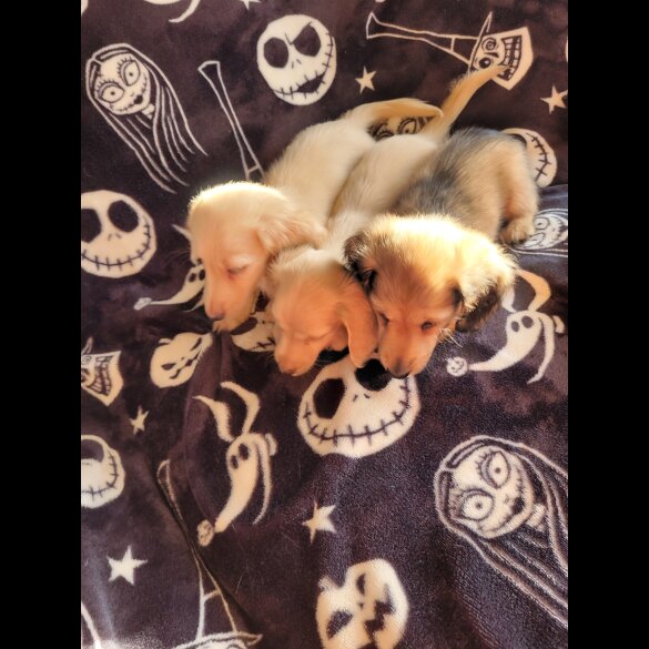 Dachshund (Miniature Long Haired)