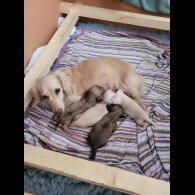 Dachshund (Miniature Long Haired)