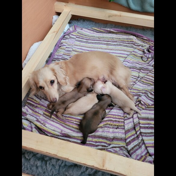 Dachshund (Miniature Long Haired)