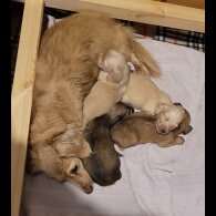 Dachshund (Miniature Long Haired)