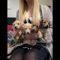 Dachshund (Miniature Long Haired)
