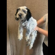 Cockapoo