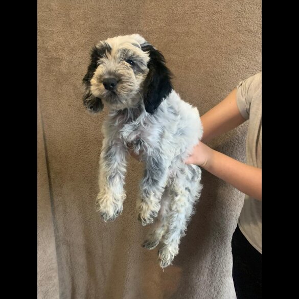 Cockapoo