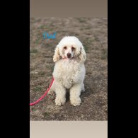 Cockapoo