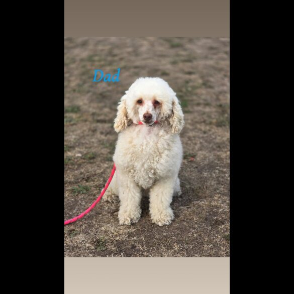 Cockapoo