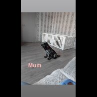Cockapoo