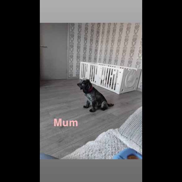 Cockapoo