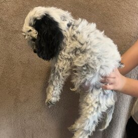 Cockapoo