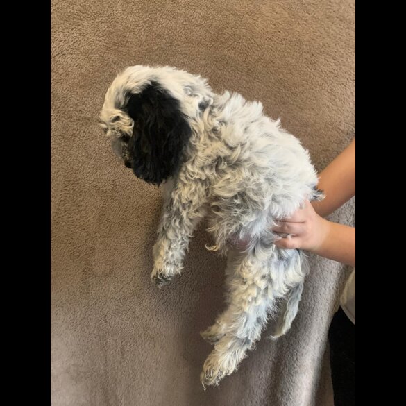 Cockapoo