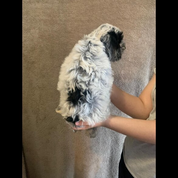 Cockapoo