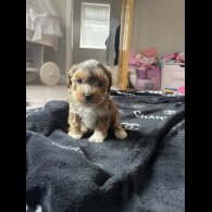 Cockapoo