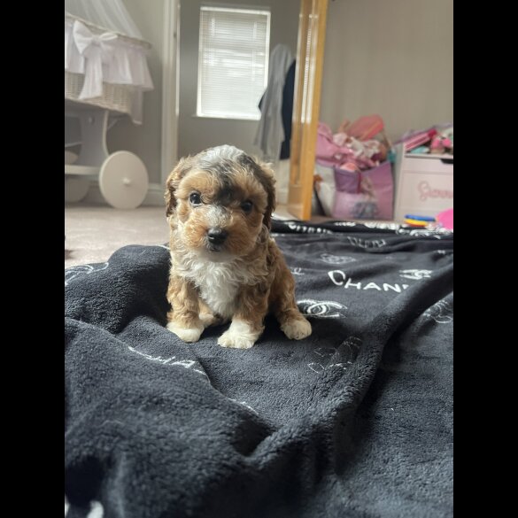 Cockapoo