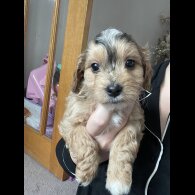 Cockapoo