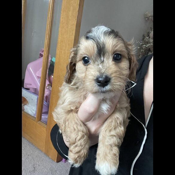 Cockapoo