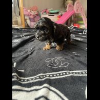 Cockapoo