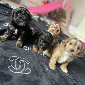 Cockapoo